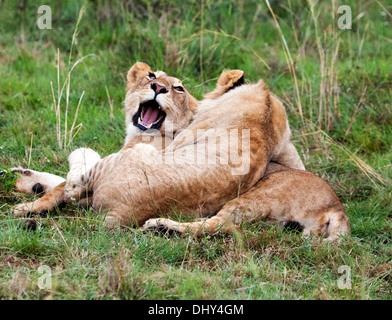 Löwen (Pantera Leo), Masai Mara National Reserve, Kenia Stockfoto