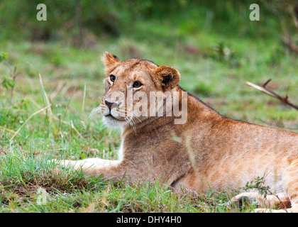 Löwen (Pantera Leo), Masai Mara National Reserve, Kenia Stockfoto