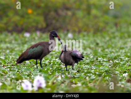 Hadada Hadeda Ibis (Bostrychia Hagedash), Lake Naivasha, County Nakuru, Kenia Stockfoto