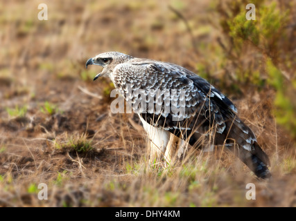 Steppenweihe (Circus Macrourus), Amboseli Nationalpark, Kenia Stockfoto