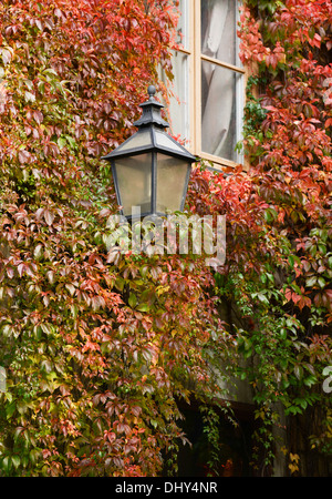 Bunte Efeu an der Hauswand im Herbst Stockfoto