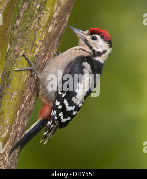 Ein juveniler Schelladler Specht klettern den Stamm eines Baumes. . Stockfoto