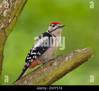 Ein juveniler Schelladler Specht hält auf der Suche nach Insekten. Stockfoto