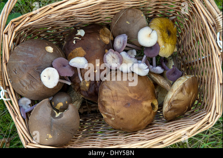 Pilz auf Futtersuche auf einem alten gepflegten Kohle mine in Radstock, Somerset, Großbritannien mit Kris Maus (grünen Mantel) und Christian Fraser (Camouflage) Stockfoto