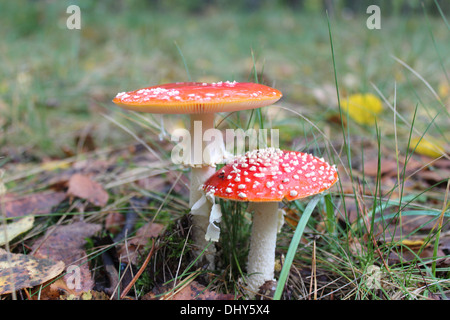 paar schöne rote Fliegenpilze im Wald Stockfoto