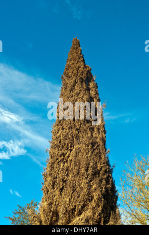 Toten Leyland Zypresse / Cupressus Leylandii Baum im Herbst - Frankreich. Stockfoto