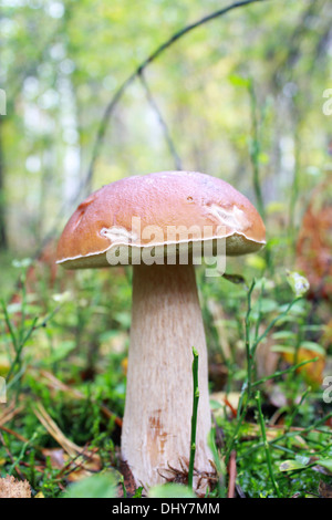 schöne und kleine Cep wächst im Wald Moos Stockfoto