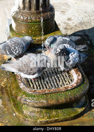 Tauben baden in alten antiken Brunnen, Venedig, Italien Stockfoto