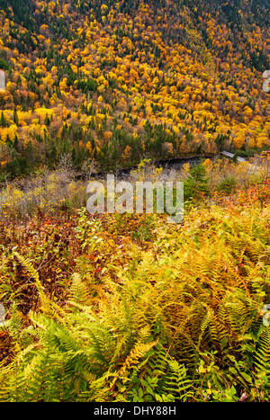 Wald in Herbstmorgen Landschaft-Jacques Cartier National Park-Kanada Stockfoto