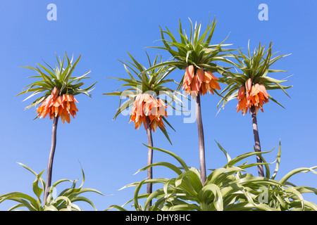 Orange Crown Imperial Lily, lateinischer Name - Frittilaria imperialis Stockfoto