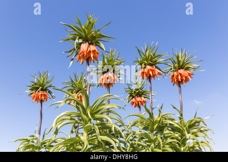 Orange Crown Imperial Lily, lateinischer Name - Frittilaria imperialis Stockfoto