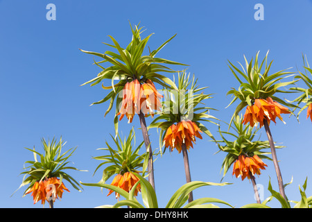 Orange Crown Imperial Lily, lateinischer Name - Frittilaria imperialis Stockfoto