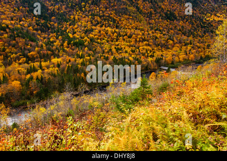 Wald in Herbstmorgen Landschaft-Jacques Cartier National Park-Kanada Stockfoto