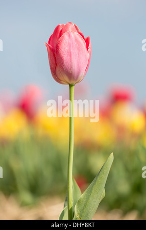 Einzelne Tulpe mit geringen Schärfentiefe Stockfoto