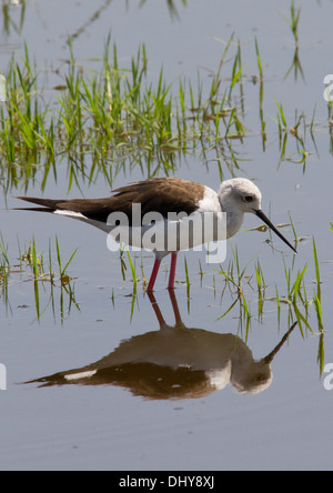 Schwarz geflügelte Stelzenläufer am Lake Nakuru, Kenia Stockfoto