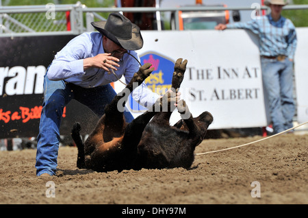 Ein Cowboy-Konkurrent bindet ein Kalb Beine bei Stimmengleichheit unten Kalb roping Ereignis bei einem Rodeo in Alberta, Kanada. Stockfoto