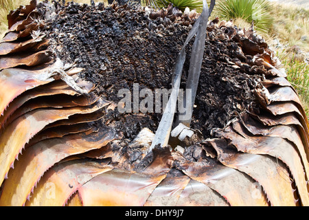 Puya Raimondii Pflanzen hoch in den peruanischen Anden, Südamerika. Stockfoto