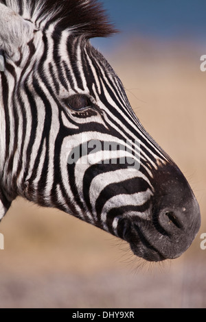 Zebras im Etosha National Park Stockfoto