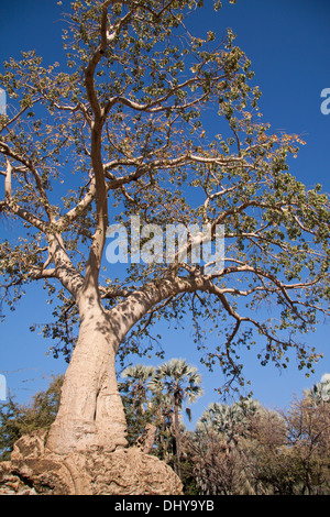 Baobab-Baum Stockfoto