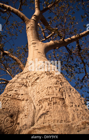 Baobab-Baum Stockfoto