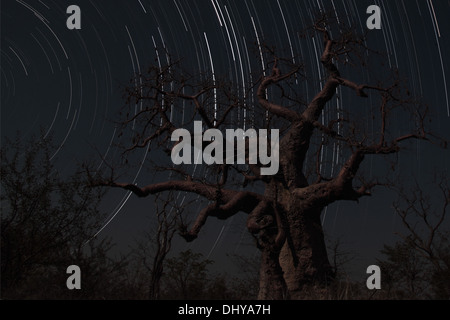 Baobab-Baum Stockfoto