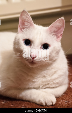 Weiße Katze mit blauen Augen und rosa Ohren Stockfoto