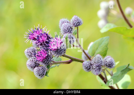 Blühende große Klette (Arctium Lappa), Nahaufnahme Stockfoto