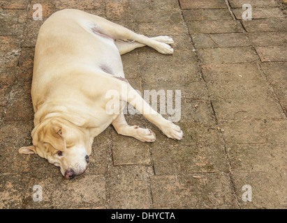 Fette Labrador Retriever Schlaf auf dem Boden Stockfoto