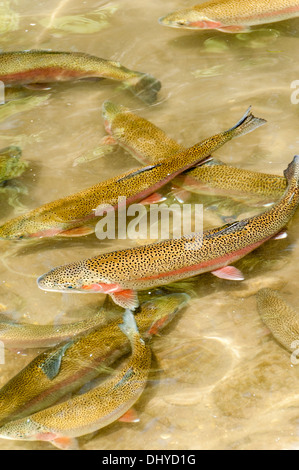 Regenbogen Forellen im Teich, D.C. Stand National Fish Hatchery, Spearfish, South Dakota. Stockfoto