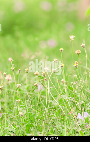 Gänseblümchen Blumen grün Natur Stockfoto