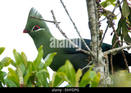 Knysna Loerie Vogel sieht man sitzt in einem Baum in der Nähe von Knysna in der Western Cape Südafrika Stockfoto