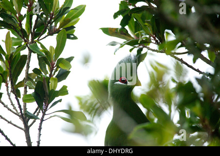 Knysna Loerie Vogel sieht man sitzt in einem Baum in der Nähe von Knysna in der Western Cape Südafrika Stockfoto