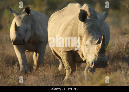 Breitmaulnashorn Spaziergang im Busch in der Eastern Cape of South Africa Stockfoto