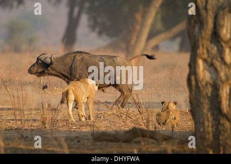 Löwinnen (Panthera Leo) Jagd afrikanische Büffel (Syncerus Caffer) Stockfoto