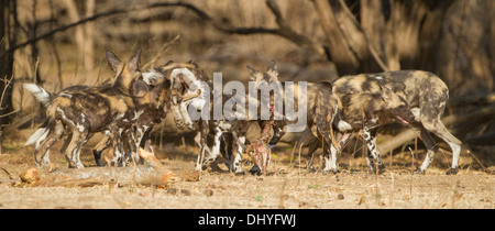 Afrikanischer Wildhund Pupies (LYKAON Pictus) spielen mit Impala Schädel Stockfoto