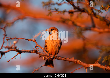 Ein Webervogel sitzt auf einem Ast mit einem Stück Rasen im Schnabel vor ein Nest baut. Stockfoto