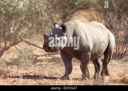 Spitzmaul-Nashorn am nördlichen Kap von Südafrika Stockfoto