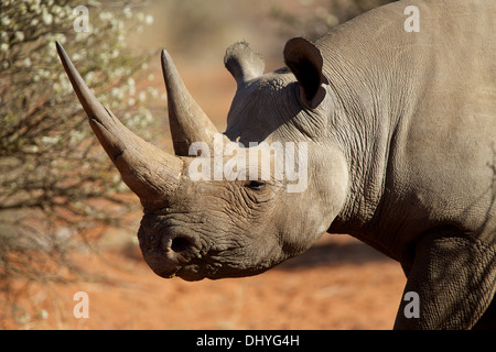 Spitzmaul-Nashorn am nördlichen Kap von Südafrika Stockfoto