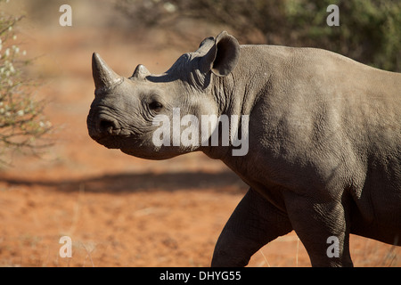 Spitzmaul-Nashorn am nördlichen Kap von Südafrika Stockfoto