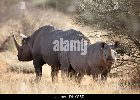 Spitzmaul-Nashorn am nördlichen Kap von Südafrika Stockfoto