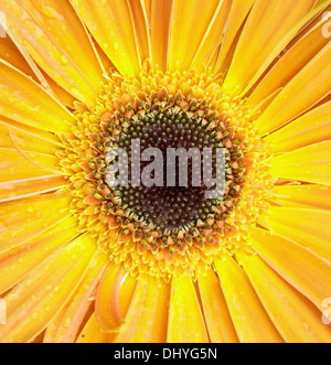 Gerber Blumen Makroaufnahme Stockfoto