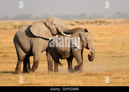 Afrikanische Elefanten (Loxodonta Africana), Paarung, Amboseli Nationalpark, Kenia Stockfoto