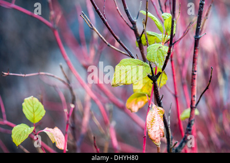 Farben des Herbstes - rot- und Grüntöne. Ein Schnee-Beere Strauch von roter Farbe mit Stahl grün-gelbliche Blätter Stockfoto