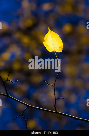 Richtfeuer. Ein leuchtend gelbes Blatt auf einem Zweig der dunklen Hintergrund blau und braun von einem herbstlichen Wald Stockfoto