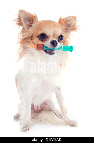 Chihuahua und Spritze vor weißem Hintergrund Stockfoto