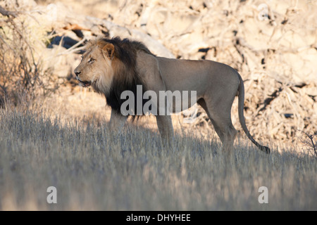 Schwarz-maned afrikanischen Löwen zu Fuß in der Kalahari-Wüste Stockfoto