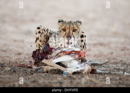 Weibliche Geparden Fütterung auf einen Kill in der Kalahari-Wüste Stockfoto