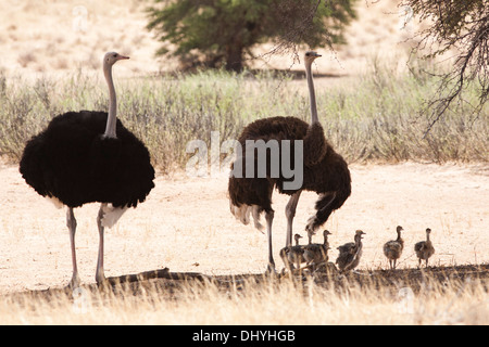 Gemeinsame Strauß (Struthio camelus) Herde, wenn die Kalahari Wüste, Südafrika Stockfoto