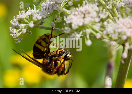 Europäische Hornisse (Vespa crabro) mit Beute, England, UK. August Stockfoto