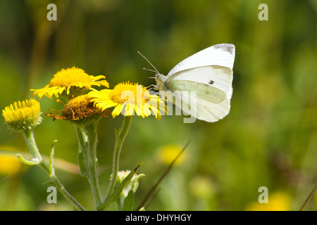 Kleine weiße Butterfly nectaring auf gemeinsame Berufskraut, Großbritannien. August Stockfoto